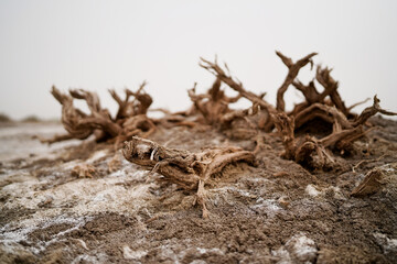 Wilderness desert death haloxylon, Sand and wind erosion