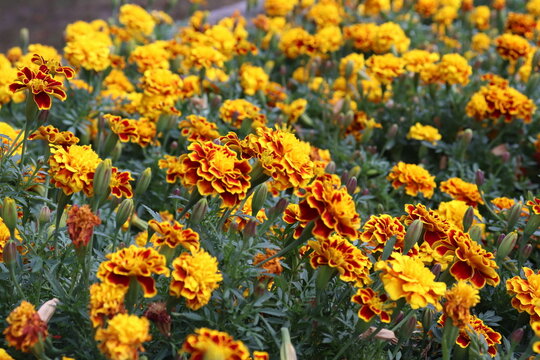 marigolds