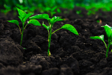 young pepper sprouts sprout from rough, clotted soil