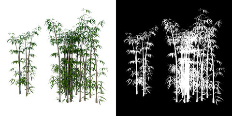 Front view of Plant (Bamboo 2) Tree white background 3D Rendering Ilustracion 3D	
