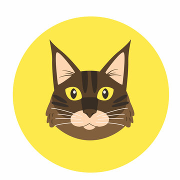 Avatar of main coon. Cartoon funny cat. Vector flat cat portrait.