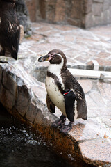 江戸川区自然動物園　フンボルトペンギン