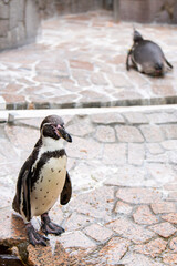 江戸川区自然動物園　フンボルトペンギン