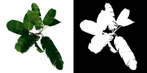 Top view of Plant (Musa paradisiaca Banana Tree 1) Tree white background 3D Rendering Ilustracion 3D	