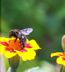 bee on yellow flower