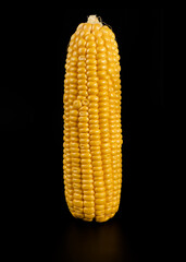 A swing of ripe corn separated from a husk on a black background isolated