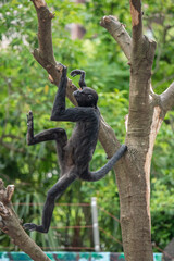 江戸川区自然動物園　ジェフロイクモザル
