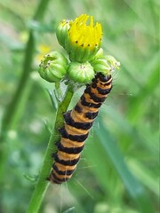 chenille