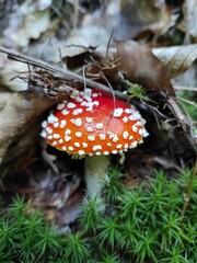 fly agaric mushroom © Tacjana