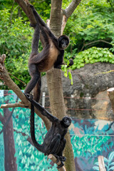 江戸川区自然動物園　ジェフロイクモザル