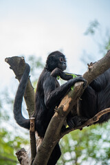 江戸川区自然動物園　ジェフロイクモザル