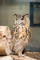 江戸川区自然動物園　ワシミミズク