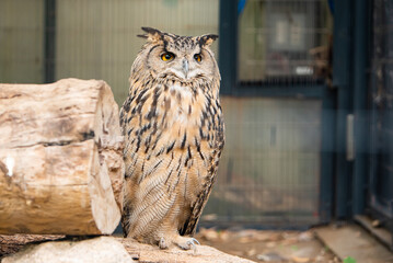 江戸川区自然動物園　ワシミミズク