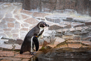 江戸川区自然動物園　フンボルトペンギン