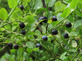 black currant bush