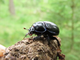 bug on a leaf