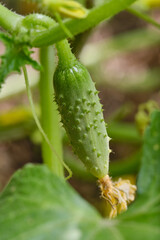 Young fresh cucumber growing on the garden in open ground.  The cultivation of cucumbers in greenhouses. Shallow depth of field