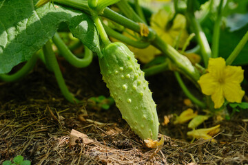 Young fresh cucumber growing on the garden in open ground. The cultivation of cucumbers in greenhouses. Shallow depth of field