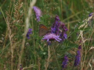 butterfly on a flower