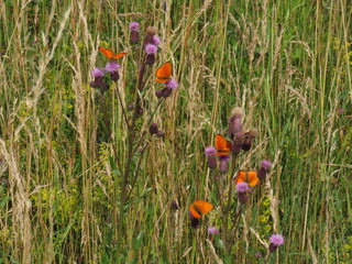 field of poppy flowers