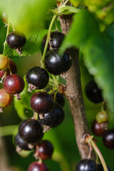 Black currants with on the bush branch in the garden. Shallow depth of field