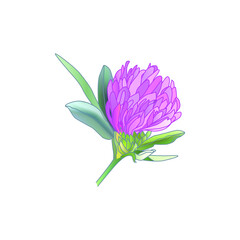 Watercolor Red Clover isolated on a white background. Hand drawn herb illustration.