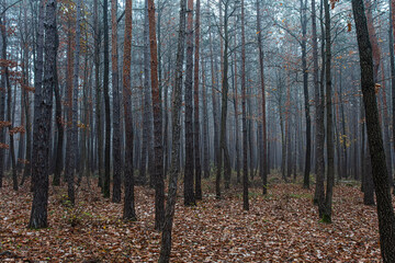 Foggy autumn forest