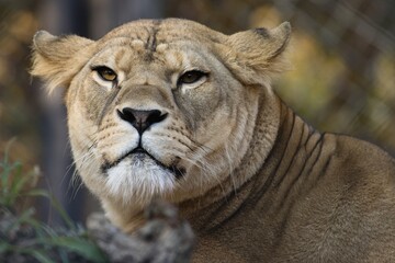 portrait of a lioness