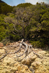 Solitary tree on a rock on a Greek island, wild life
