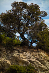 Solitary tree on a rock on a Greek island, wild life