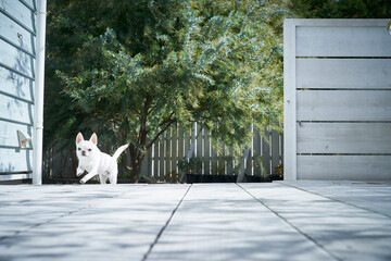 庭を走る白い犬チワワ
