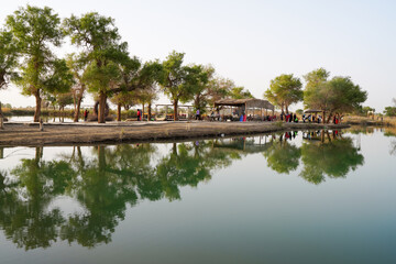 Fototapeta premium Leafy poplar trees in the lake, diversifolious poplar