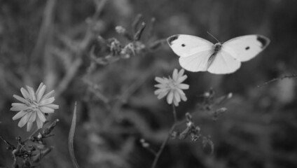 butterfly in flight close-up on a background of flowers