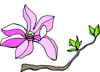 Magnolia flower. Hand drawn illustration. Vector clipart