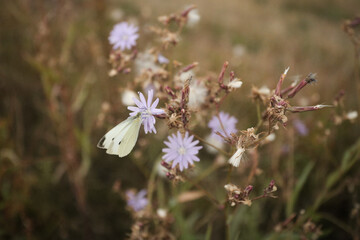 white butterfly sitting on chicory flower close up