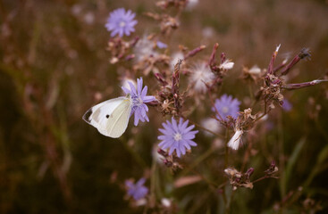 white butterfly sitting on chicory flower close up