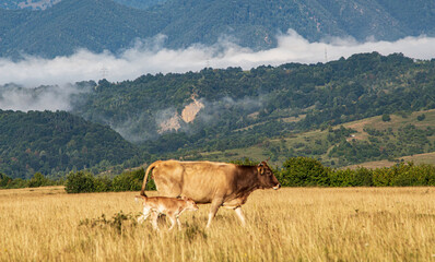 Cattle in a pasture