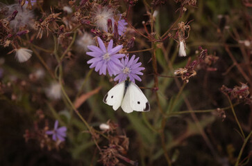 white butterfly sitting on chicory flower close up