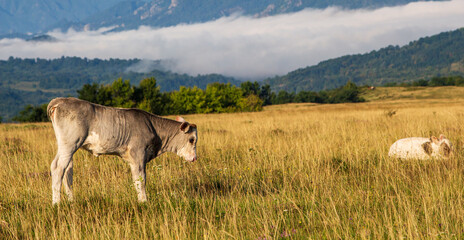 Animals in the pasture © Gerhard