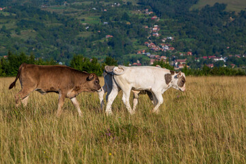Cattle in a pasture
