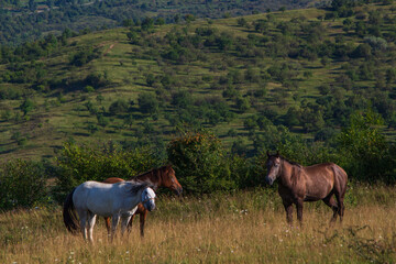 Horses in the pasture