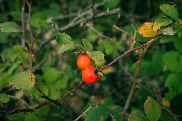orange berries of wild rose close-up on the background of green castings