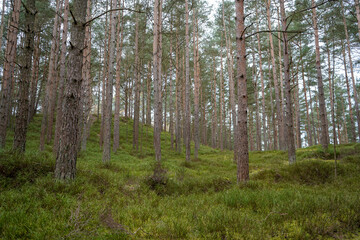 Obraz premium Tall pine tree trunks with green undergrowth 