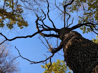 View into the crown of a tree