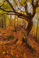 Twisted birch tree trunk in splendid autumnal forest