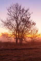 Fototapeta na wymiar Gorgeous sunrise over the fields with solitary trees standing in the fog