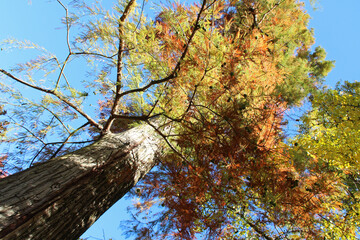 autumn in a public garden in nantes (france)