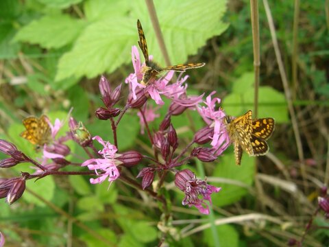 Kleine Dickkopffalter an den Wildpflanzen 