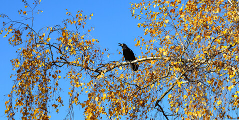 Black crow bird sitting on a birch branch, sunny autumn day, against the blue sky. Birds in nature. crow on a tree