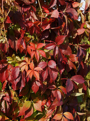 climbing plaant parthenocissus quinquefolius with red foliage at autumn